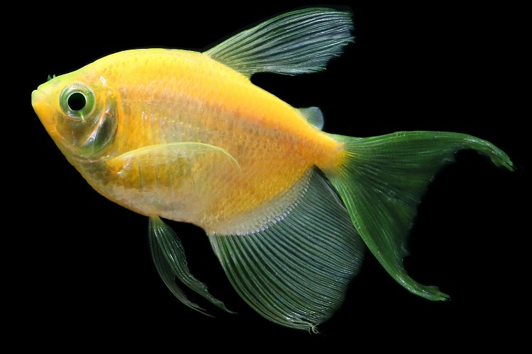 GloFish - **Tetra - Long Finned Sunburst Orange - Quantity of 6